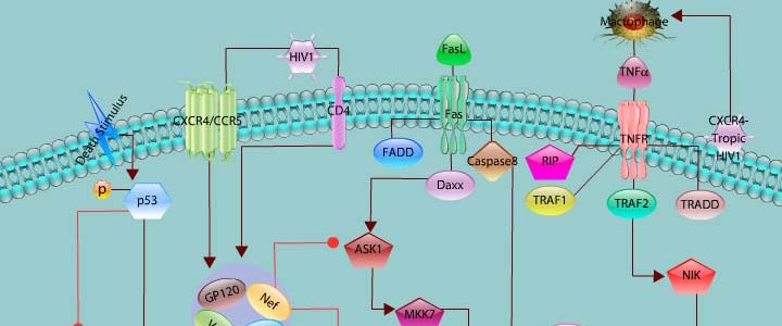 Apoptotic Pathways Triggered By HIV1