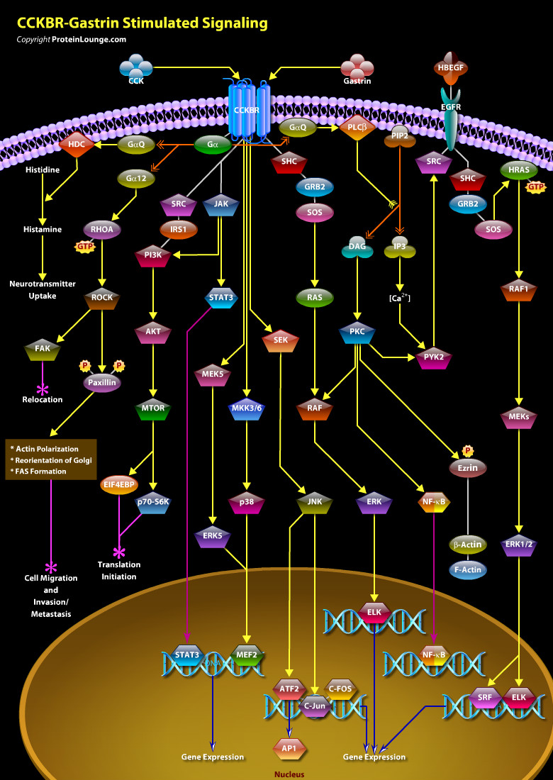 Design Pathways and Biological Graphics - ePath3D Online